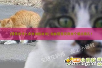 (猫酱是什么意思网络用语) 揭秘猫酱究竟是个嘛玩意儿？